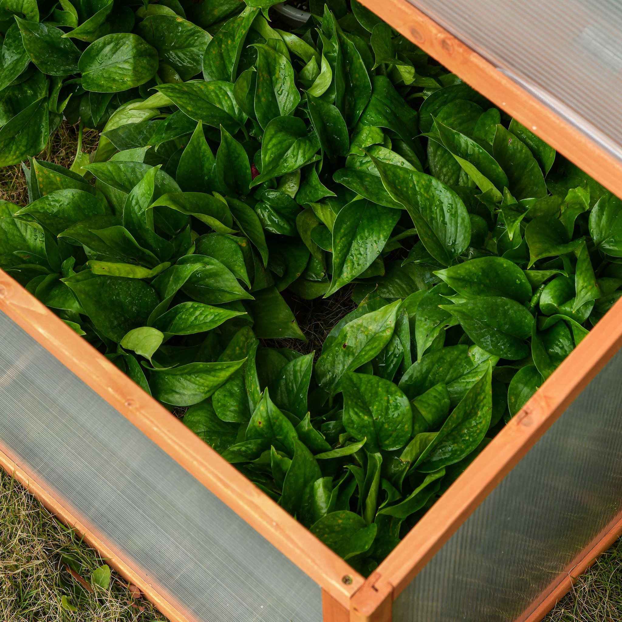Voir la diapositive 4 : OUTSUNNY Mini serre de jardin serre à tomates dim. 90L x 80l x 58H cm toits ouvrables panneaux de polycarbonate bois sapin pré-huilé
