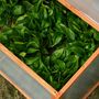 Voir la diapositive 4 : OUTSUNNY Mini serre de jardin serre à tomates dim. 90L x 80l x 58H cm toits ouvrables panneaux de polycarbonate bois sapin pré-huilé