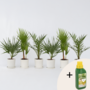 Voir la diapositive 6 : PLANT IN A BOX Mélange de palmiers d'extérieur - Set de 6 - Hauteur 50-70cm - ⌀15cm
