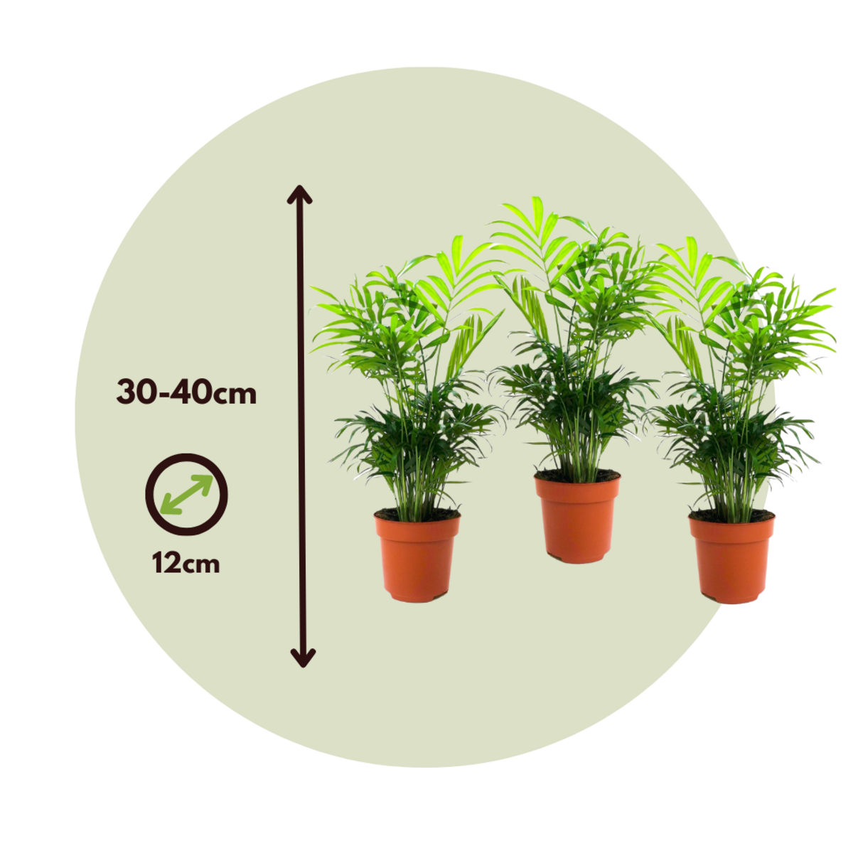 PLANT IN A BOX Palmier de salon - Set de 3 - Chamaedorea elegans - Hauteur 30-40cm - ⌀12cm