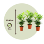 Voir la diapositive 2 : PLANT IN A BOX Palmier de salon - Set de 3 - Chamaedorea elegans - Hauteur 30-40cm - ⌀12cm
