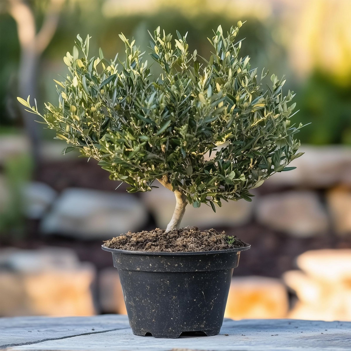 PLANT IN A BOX Olivier - Olea europaea - Hauteur 30-40cm - ⌀21cm