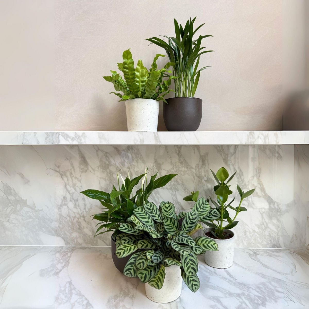 PLANT IN A BOX Mélange de plantes purificatrices d'air - Set de 5 - Hauteur 25-40cm - ⌀12cm