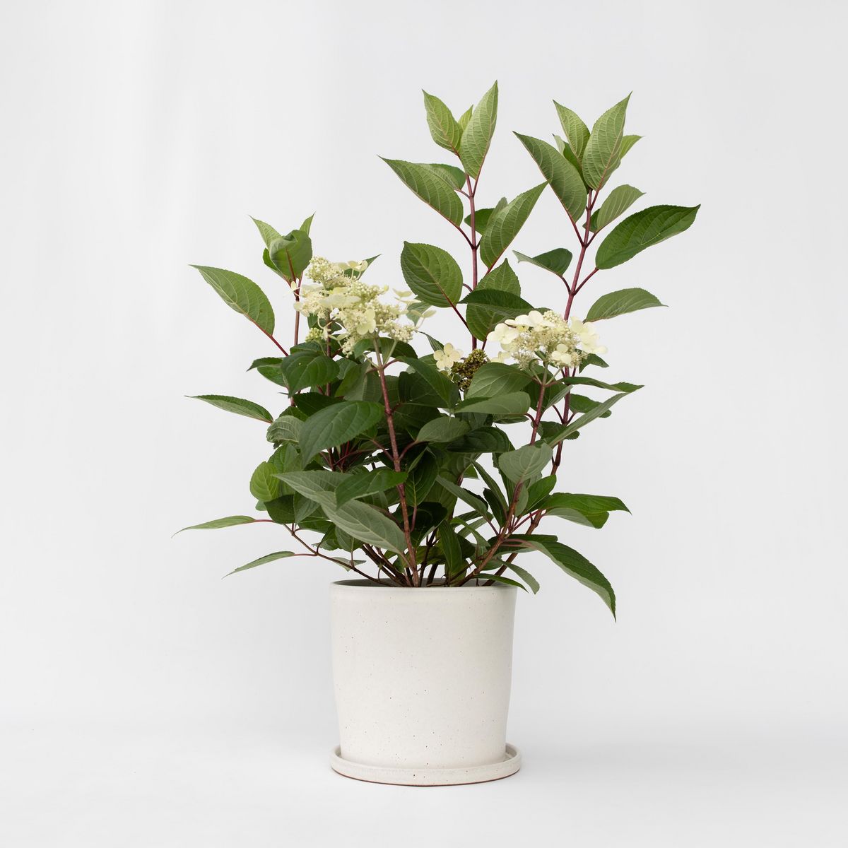 PLANT IN A BOX Hortensia - Hydrangea paniculata 'Early Harry' - Hauteur 25-40cm - ⌀19cm