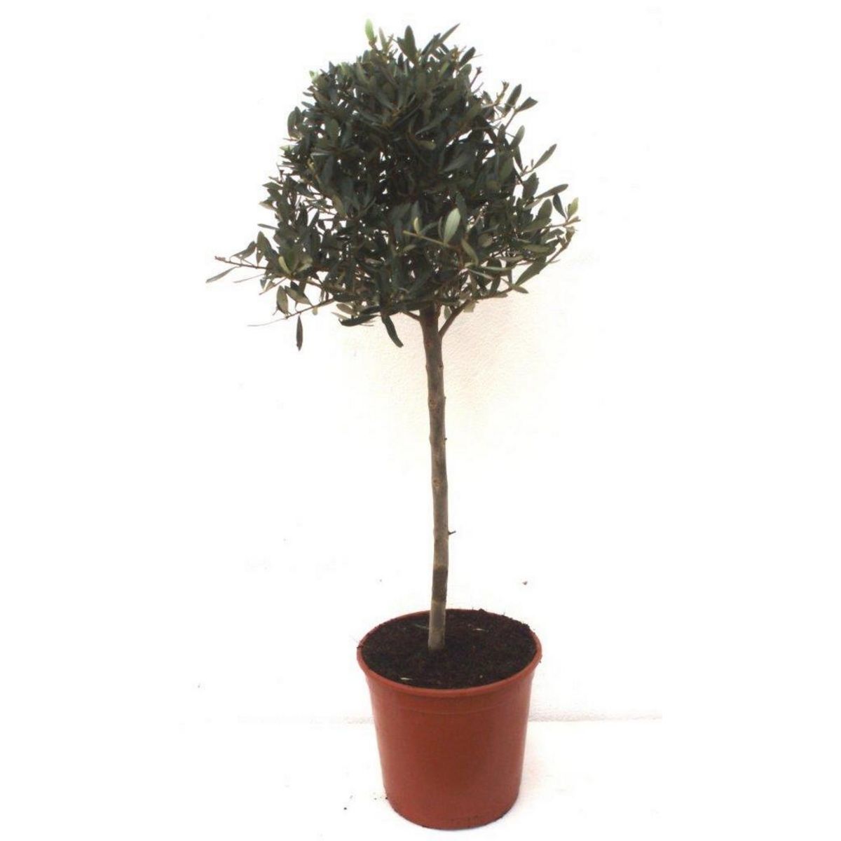 Olivier (Olea europaea) - Boule - Pot de 3L - HT/90/100cm
