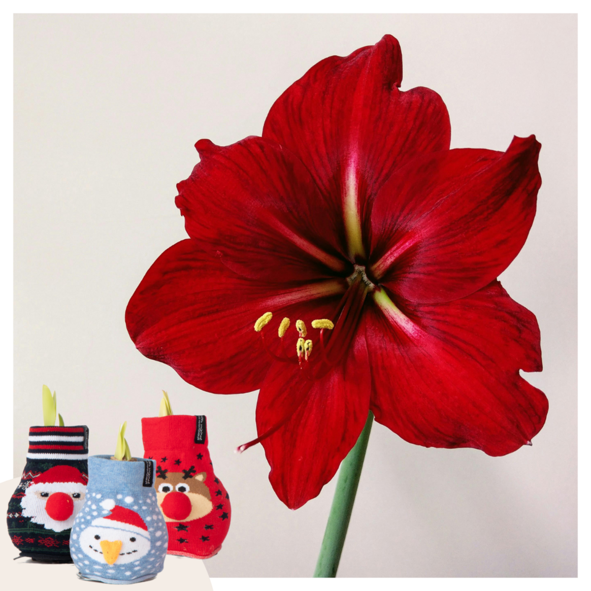 PLANT IN A BOX Amaryllis - Set de 3 - Hippeastrum 'Xmas Sweater Mix' - Bulbe de fleur - Rouge