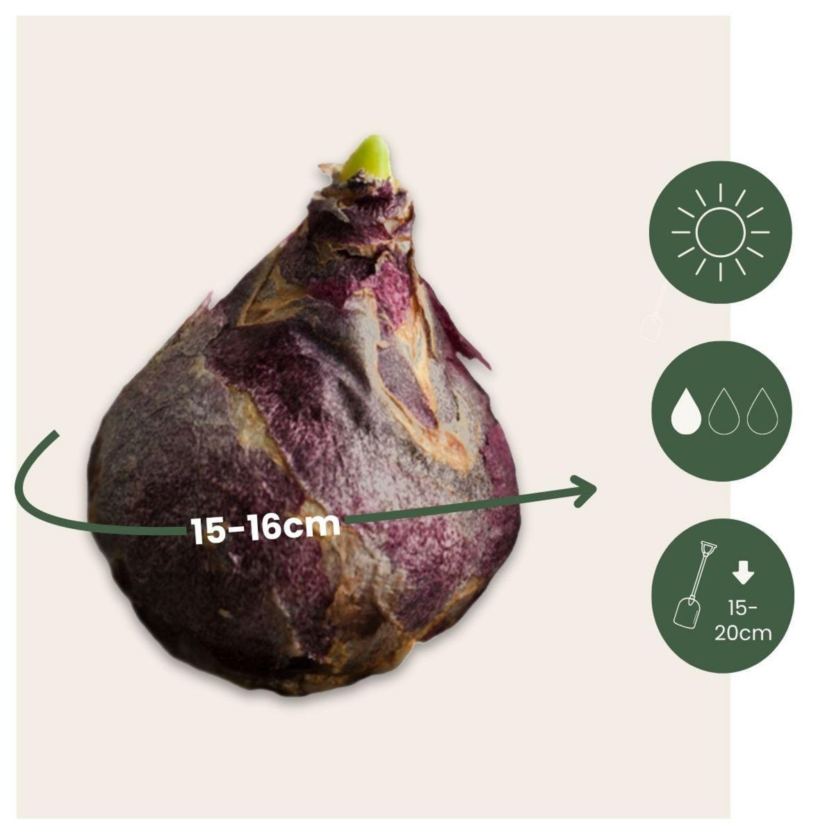 PLANT IN A BOX Jacinthe - Set de 10 - Hyacinthus - Bulbes à fleurs