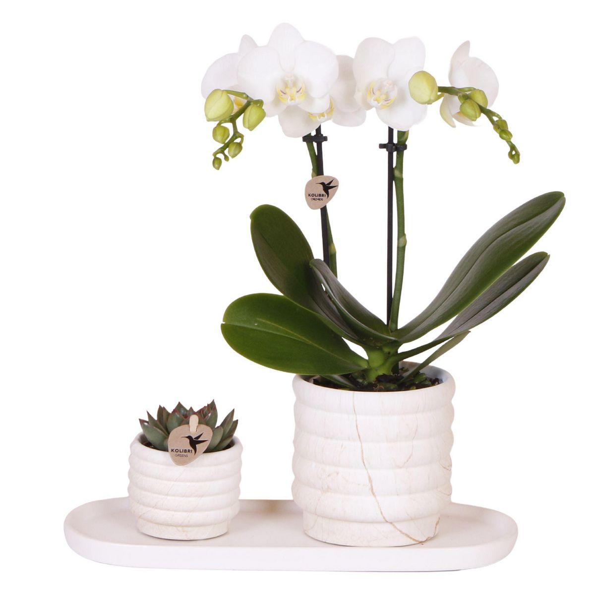 PLANT IN A BOX Coffret cadeau orchidée 'Marble S' - Phalaenopsis - Hauteur 30cm