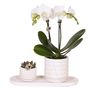 Voir la diapositive 1 : PLANT IN A BOX Coffret cadeau orchidée 'Marble S' - Phalaenopsis - Hauteur 30cm