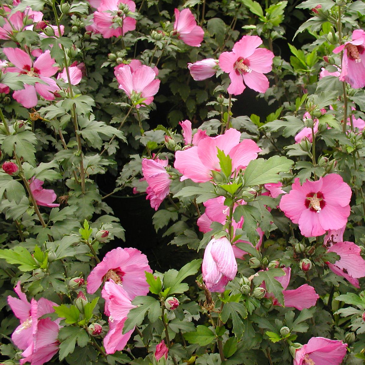Hibiscus à fleurs roses