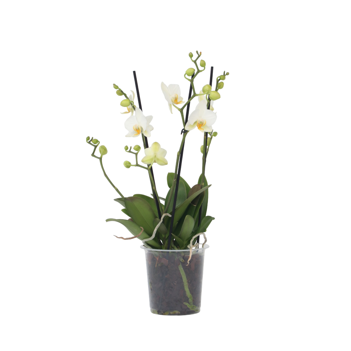 PLANT IN A BOX Orchidée papillon - Phalaenopsis Multiflora - Hauteur 35-45cm - ⌀12cm