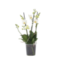 Voir la diapositive 1 : PLANT IN A BOX Orchidée papillon - Phalaenopsis Multiflora - Hauteur 35-45cm - ⌀12cm