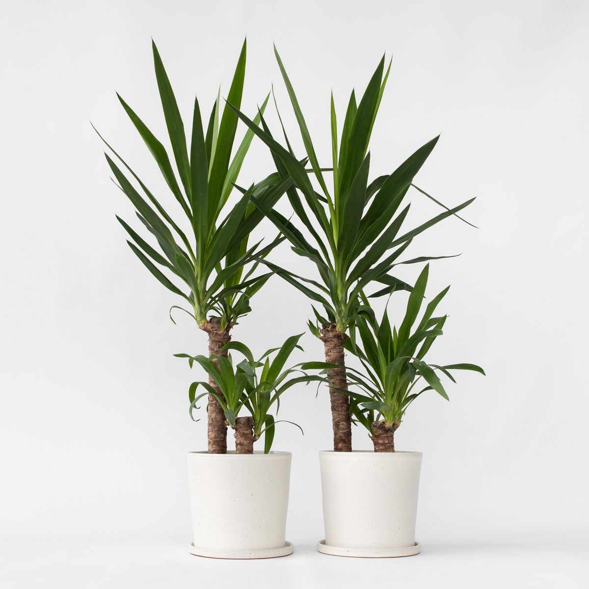 PLANT IN A BOX Pied d'éléphant - Set de 2 - Yucca elephantipes - Hauteur 70-80cm - ⌀21cm