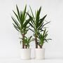 Voir la diapositive 6 : PLANT IN A BOX Pied d'éléphant - Set de 2 - Yucca elephantipes - Hauteur 70-80cm - ⌀21cm