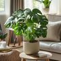 Voir la diapositive 4 : PLANT IN A BOX Plante à trous - Set de 2 - Monstera deliciosa - Hauteur 50-60cm - ⌀17cm