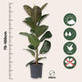 Voir la diapositive 2 : PLANT IN A BOX Caoutchouc - Ficus Elastica 'Robusta' - Hauteur 75-100cm - ⌀24cm