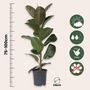 Voir la diapositive 2 : PLANT IN A BOX Caoutchouc - Ficus Elastica 'Robusta' - Hauteur 75-100cm - ⌀24cm