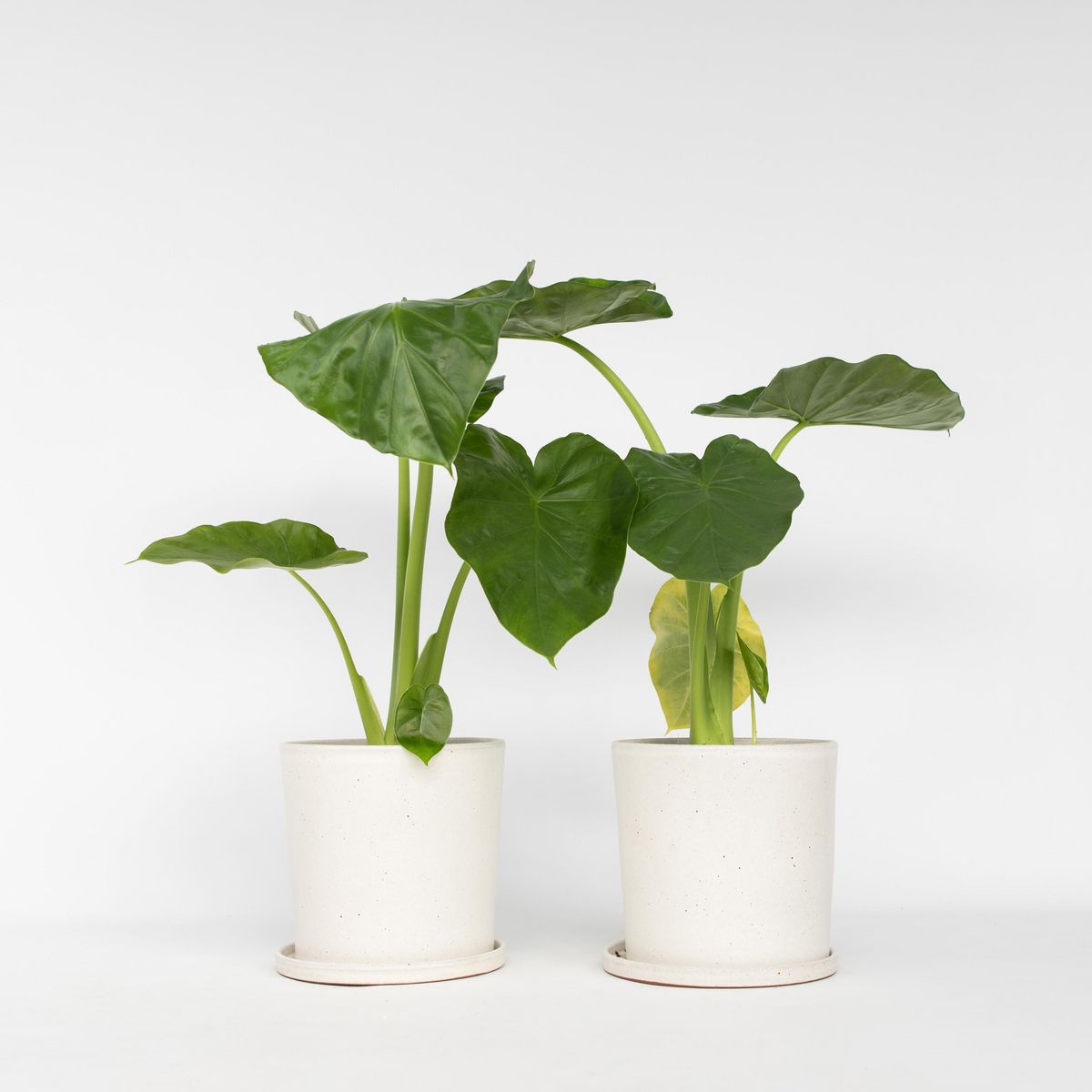 PLANT IN A BOX Plante à grandes feuilles - Set de 2 - Alocasia Macrorrhizos - H60-70cm - ⌀17cm