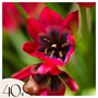 Voir la diapositive 1 : PLANT IN A BOX Tulipe - Set de 40 - Tulipa 'Little Beauty' - Bulbes à fleurs - Rouge
