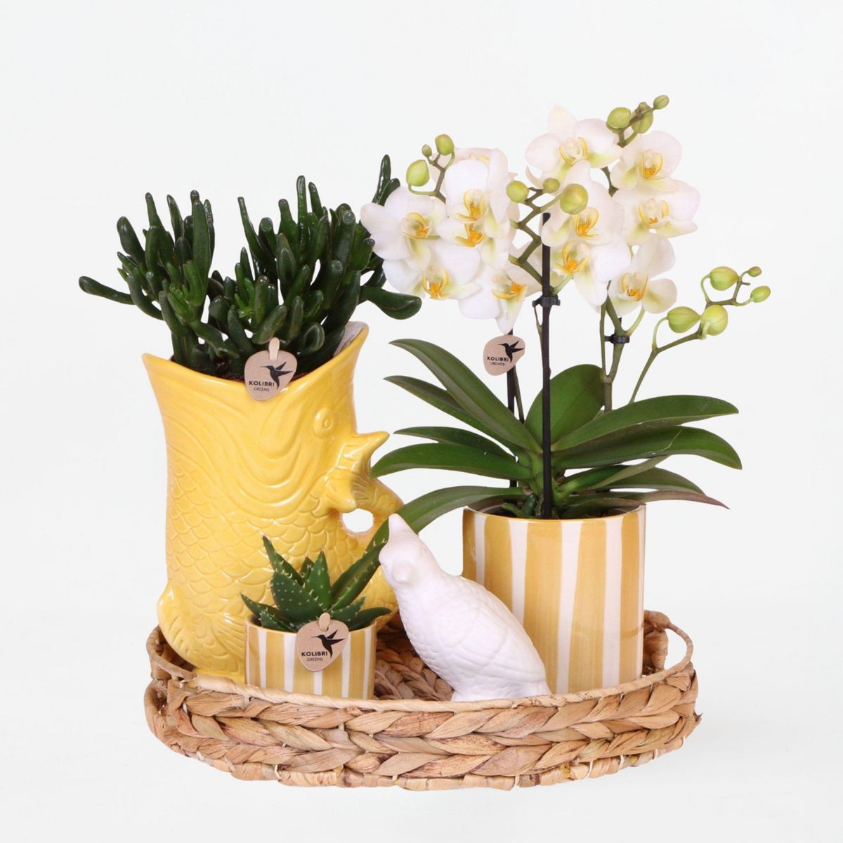 PLANT IN A BOX Coffret cadeau orchidée 'Yellow XL' - Phalaenopsis - Hauteur 35cm