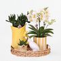 Voir la diapositive 3 : PLANT IN A BOX Coffret cadeau orchidée 'Yellow XL' - Phalaenopsis - Hauteur 35cm