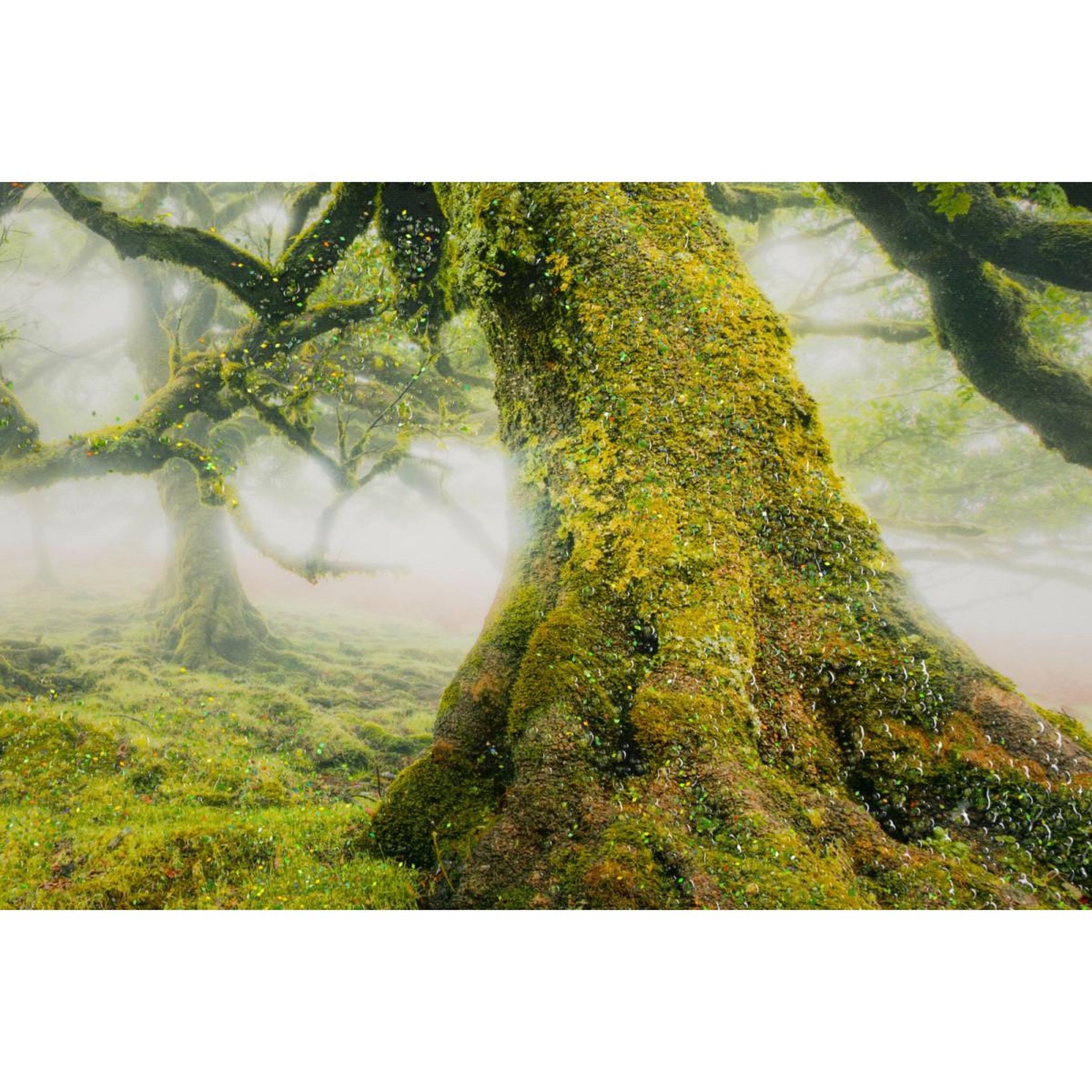 Voir la diapositive 2 : Paris Prix Tableau imprimé  forêt  90x60cm vert