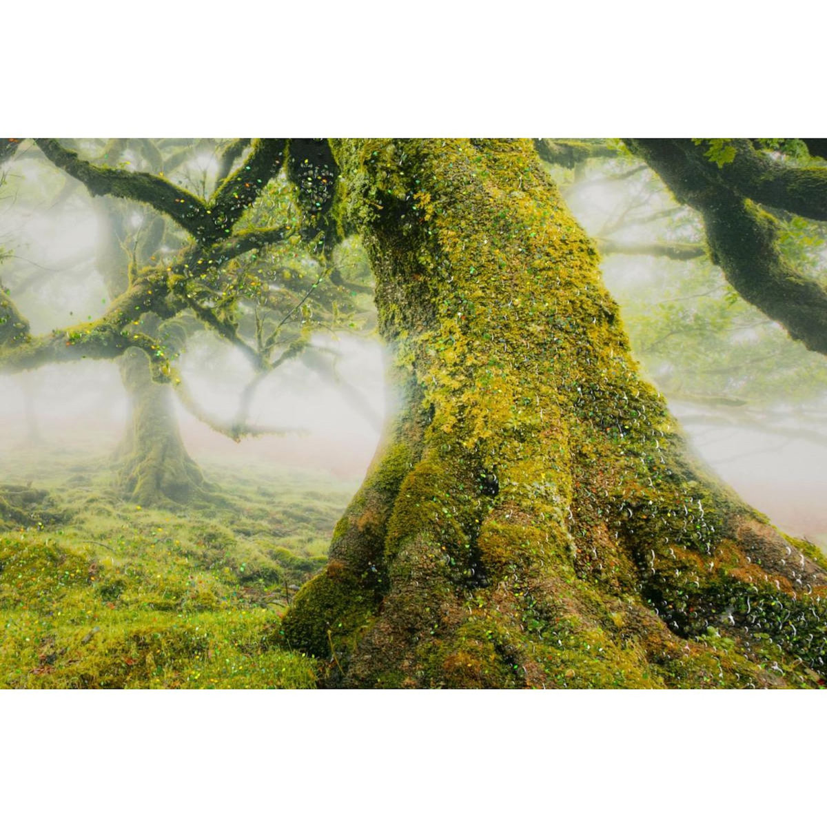 Paris Prix Tableau Imprimé  Forêt  90x60cm Vert