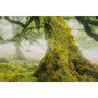 Voir la diapositive 2 : Paris Prix Tableau Imprimé  Forêt  90x60cm Vert