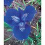  Collection de plantes vivaces à fleurs bleues - Les 12 pots / Ø 9cm - Willemse