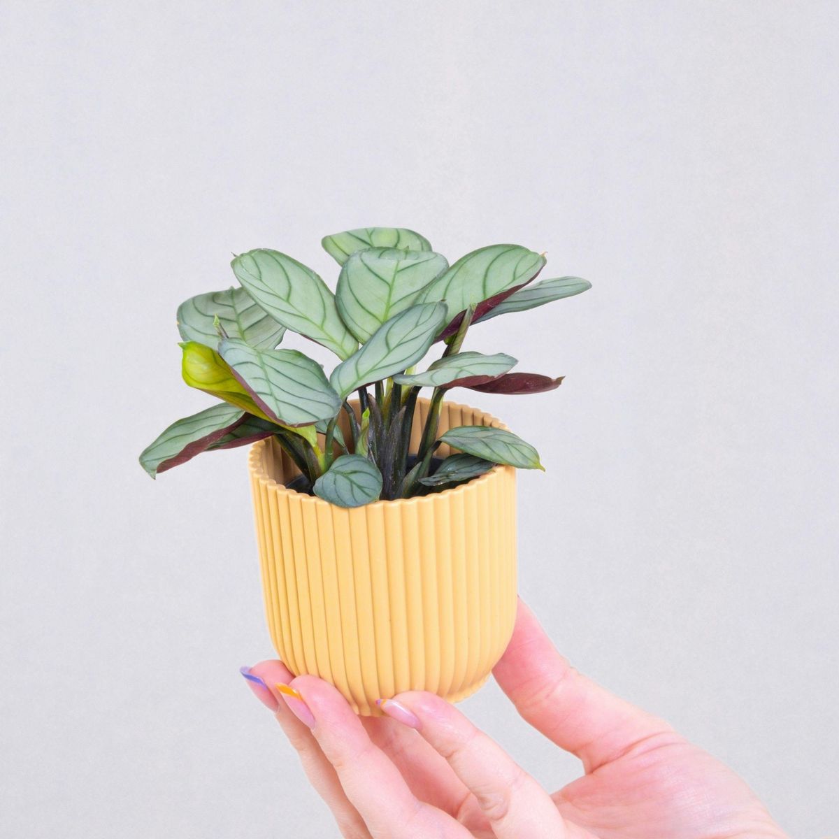 PLANT IN A BOX Plante Dormeuse - Ctenanthe burle-marxii 'Amagris' - Hauteur 25-35cm - ⌀14cm