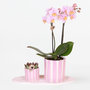 Voir la diapositive 6 : PLANT IN A BOX Coffret cadeau orchidée 'Pink S' - Phalaenopsis - Hauteur 30cm