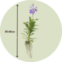 Voir la diapositive 2 : PLANT IN A BOX Orchidée - Vanda 'New Blue' - Hauteur 55-65cm