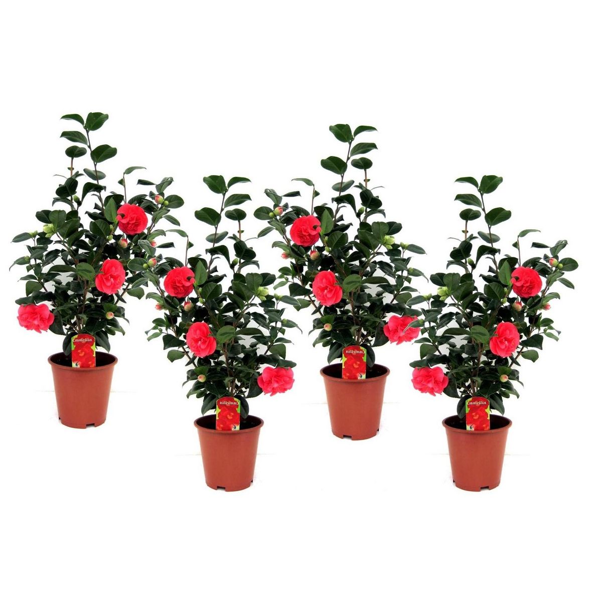 PLANT IN A BOX Camélia - Set de 4 - Camellia japonica 'Lady Campbell' - Hauteur 60-70cm - ⌀19cm