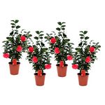 PLANT IN A BOX Camélia - Set de 4 - Camellia japonica 'Lady Campbell' - Hauteur 60-70cm - ⌀19cm