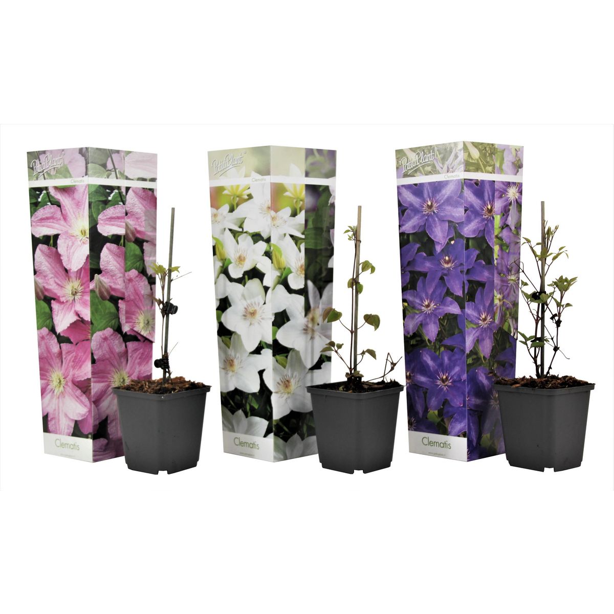 PLANT IN A BOX Clématite - Set de 3 - Clematis hybrid - Hauteur 25-40cm - ⌀9cm