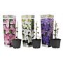 Voir la diapositive 1 : PLANT IN A BOX Clématite - Set de 3 - Clematis hybrid - Hauteur 25-40cm - ⌀9cm