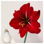Voir la diapositive 6 : PLANT IN A BOX Amaryllis - Hippeastrum 'Wax Snow White' - Bulbe de fleur - Rouge