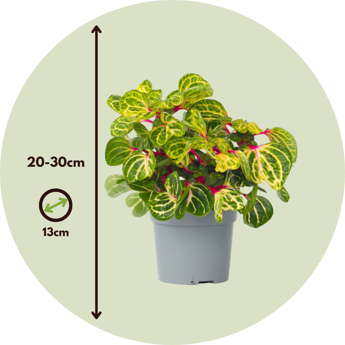 PLANT IN A BOX Feuille de sang - Iresine herbstii - Hauteur 20-30cm - ⌀13cm