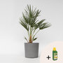Voir la diapositive 6 : PLANT IN A BOX Palmier nain - Chamaerops humilis - Hauteur 70-80cm - ⌀21cm