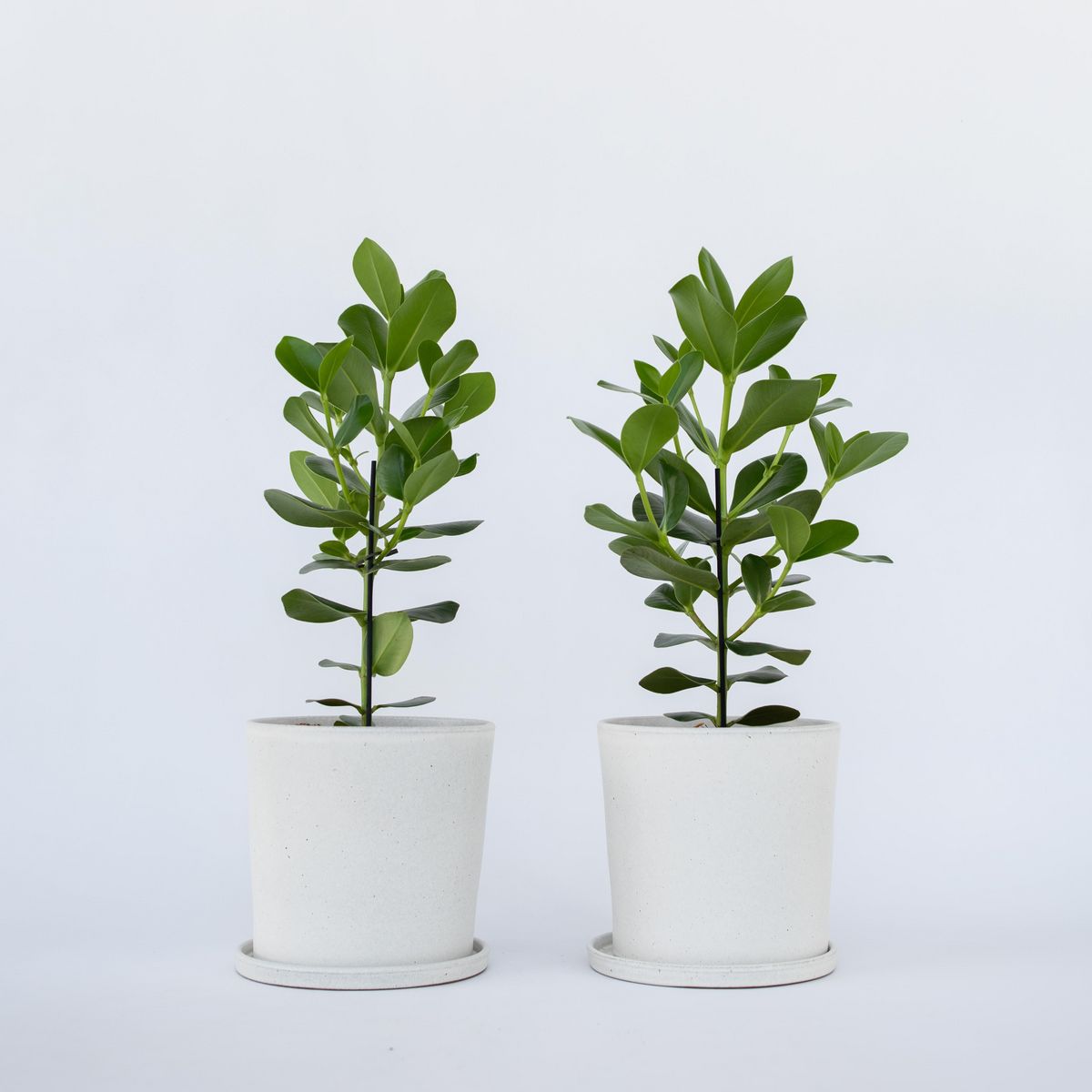 PLANT IN A BOX Pommier baumier - Set de 2 - Clusia rosea 'Princess' - Hauteur 50-60cm - ⌀17cm