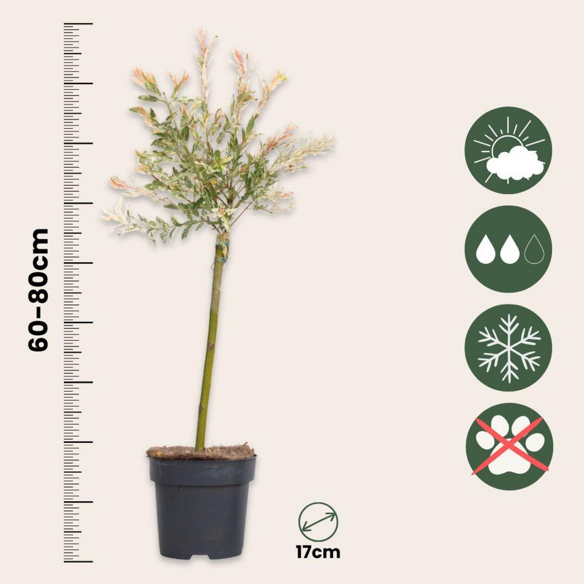 PLANT IN A BOX Saule crevette - Set de 2 - Salix integra 'Flamingo' - Hauteur 60-80cm - ⌀17cm