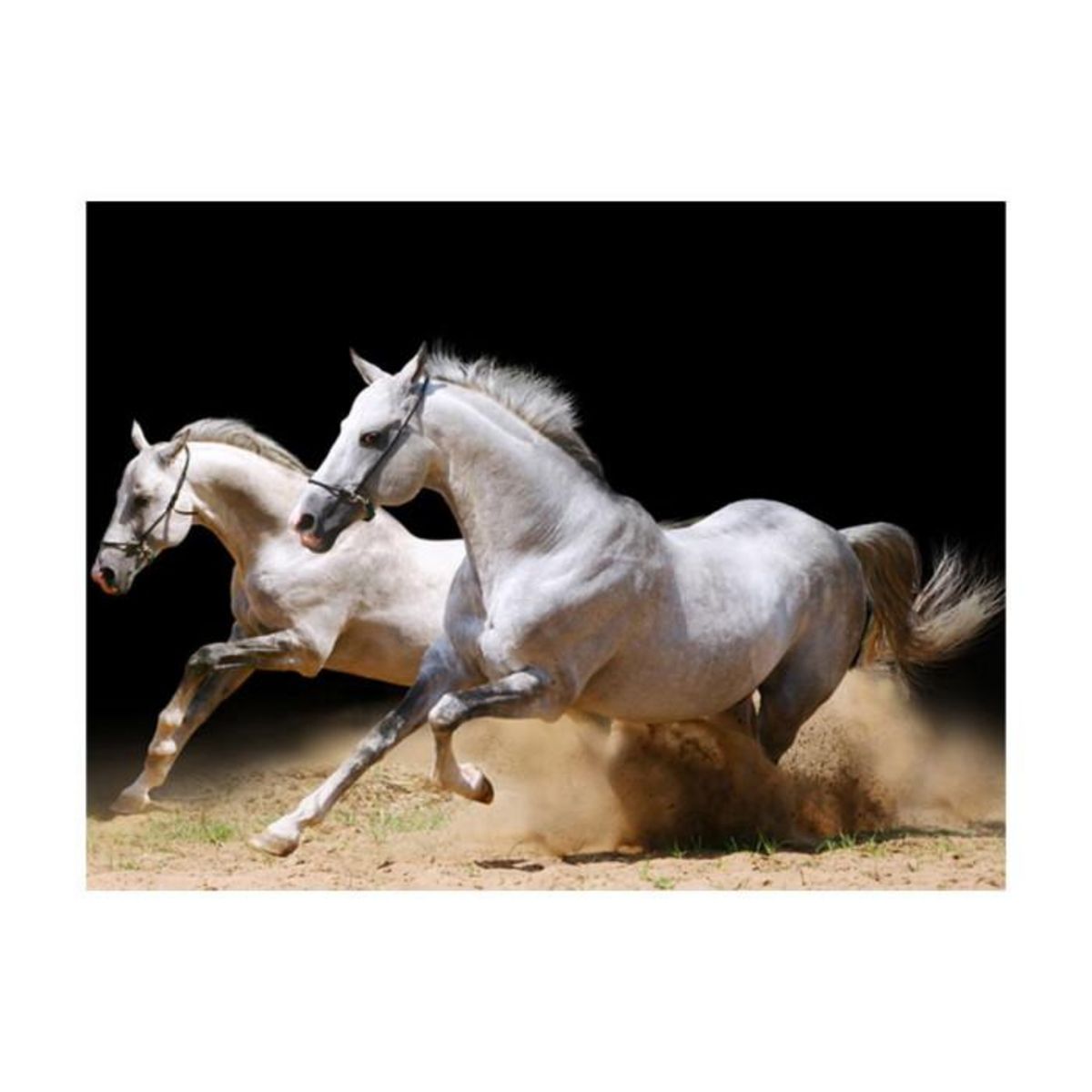 Paris Prix Papier Peint  Chevaux au Galop sur du Sable