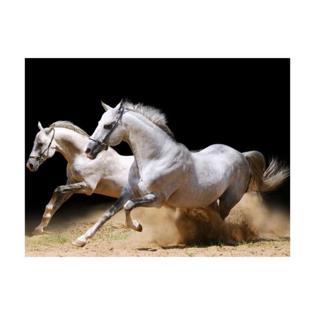 Paris Prix Papier Peint  Chevaux au Galop sur du Sable