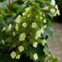 Voir la diapositive 3 : PLANT IN A BOX Hortensia - Hydrangea paniculata 'Toy Soldier' - Hauteur 25-40cm - ⌀19cm