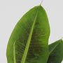 Voir la diapositive 3 : PLANT IN A BOX Bananaier nain - Set de 4 - Musa 'Oriental Dwarf' - Hauteur 25-40cm - ⌀12cm
