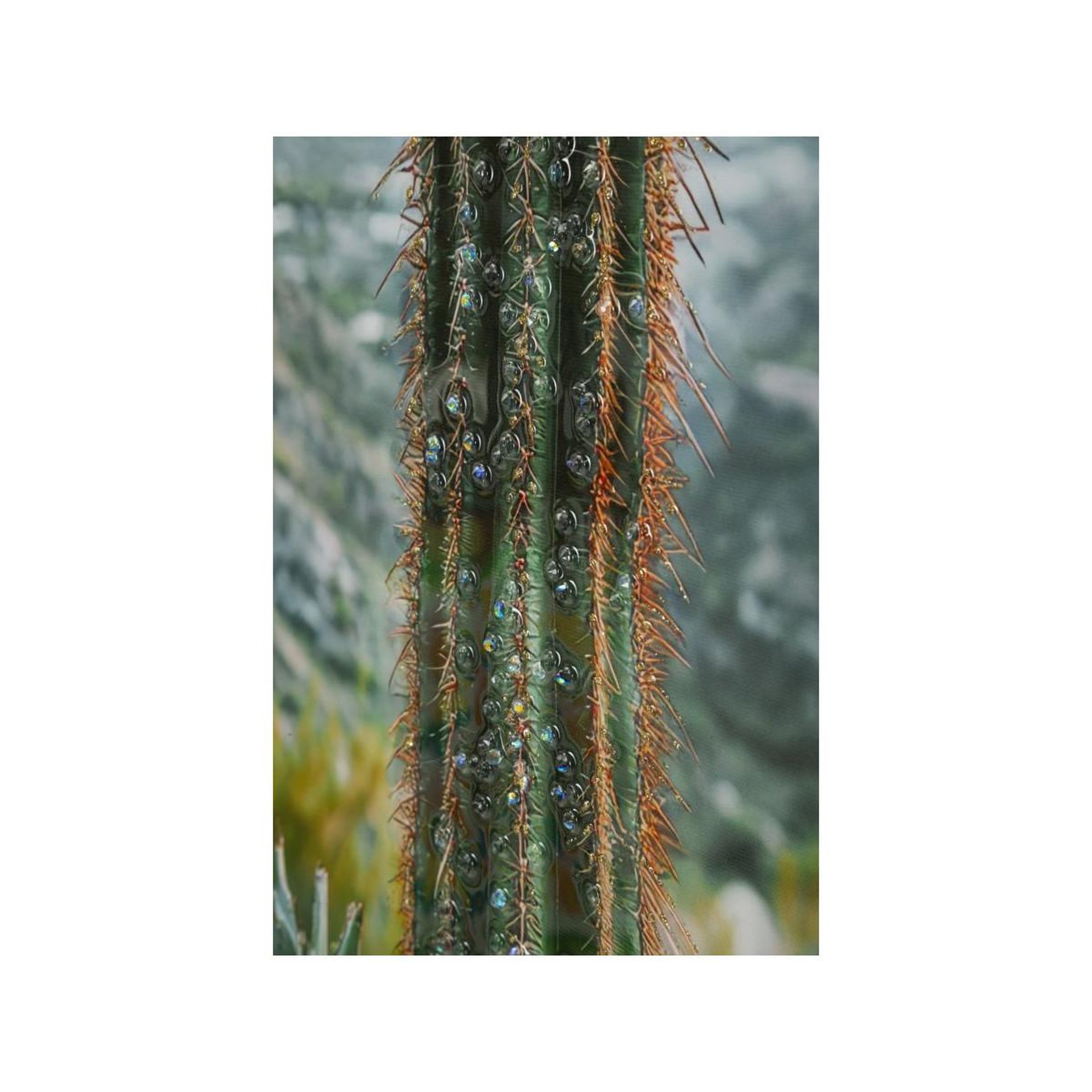 Voir la diapositive 4 : Paris Prix Tableau imprimé  cactus dressé i  60x90cm multicolore