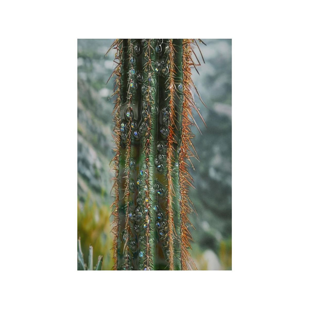 Paris Prix Tableau Imprimé  Cactus Dressé I  60x90cm Multicolore