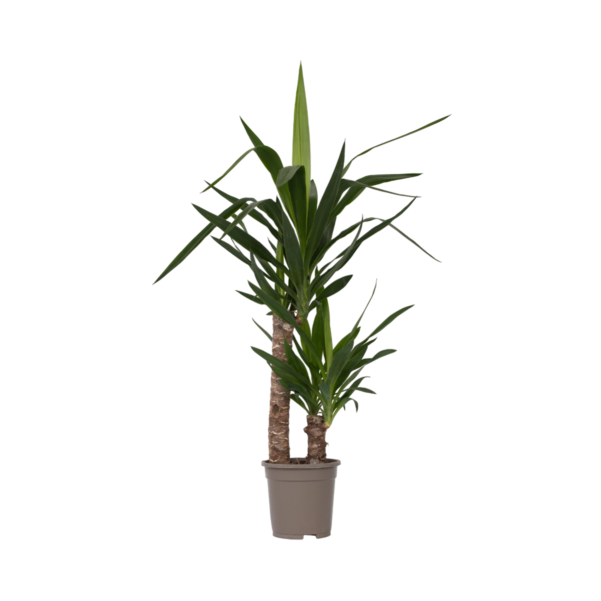 PLANT IN A BOX Pied d'éléphant - Yucca elephantipes - Hauteur 70-80cm - ⌀17cm
