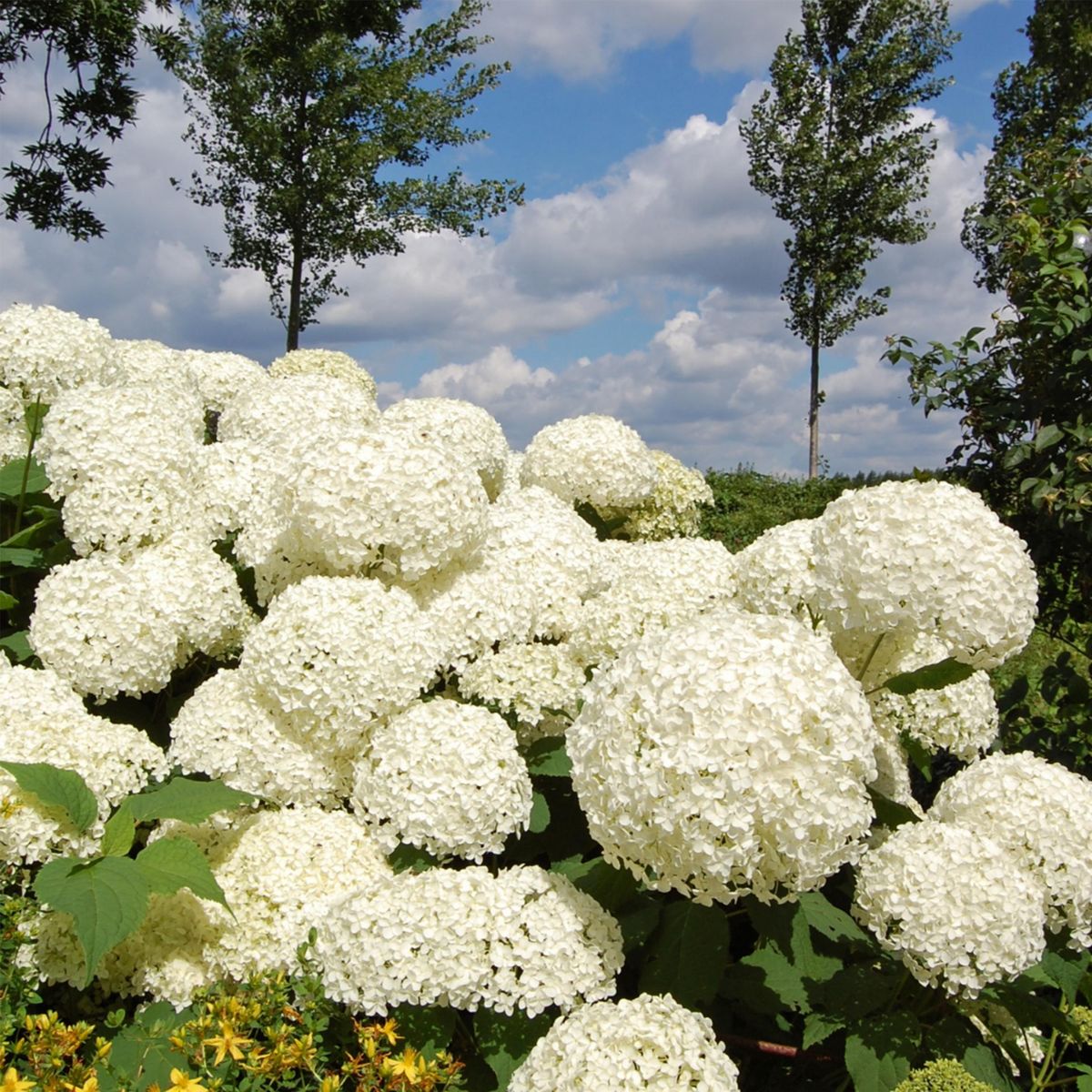 PLANT IN A BOX Hortensia - Set de 3 - Hydrangea 'Strong Annabelle' - Hauteur 30-40cm - ⌀19cm