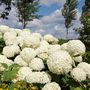Voir la diapositive 4 : PLANT IN A BOX Hortensia - Set de 3 - Hydrangea 'Strong Annabelle' - Hauteur 30-40cm - ⌀19cm
